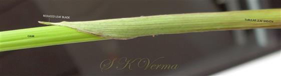  Culm with leaf-Reduced leaf blade and tubular leaf sheath